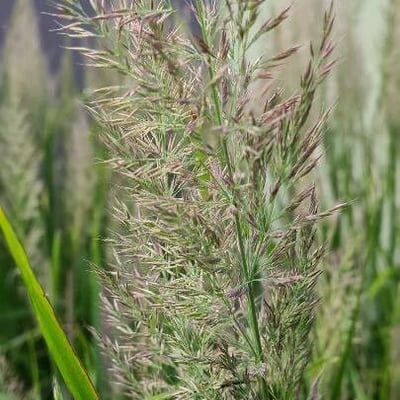 Calamagrostis arundinacea — flower