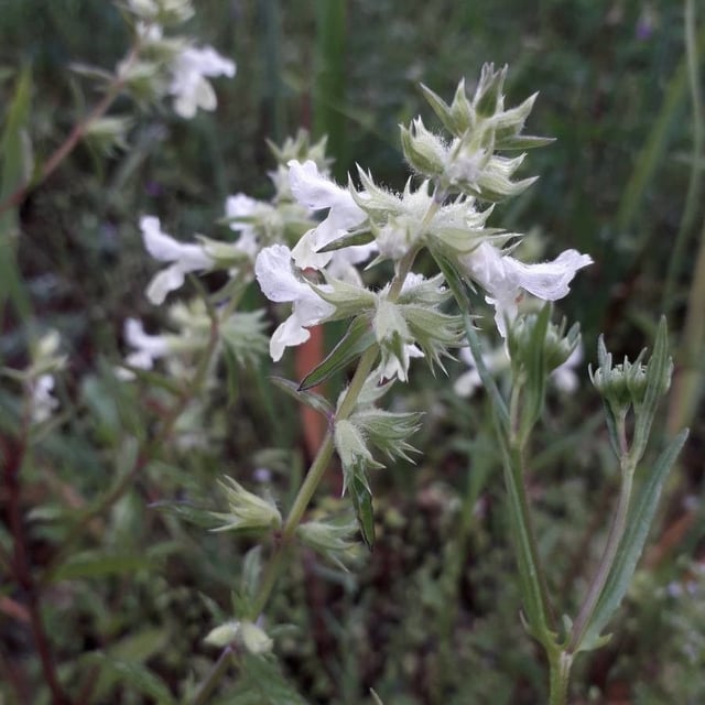 Stachys annua — flower