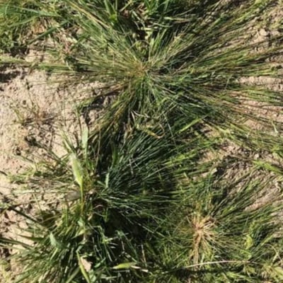Schismus barbatus — leaf