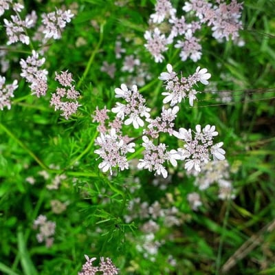 Coriandrum sativum — flower