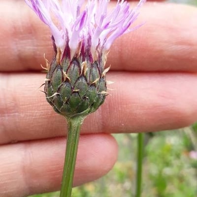 Klasea nudicaulis — flower