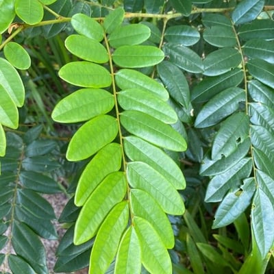 Bowdichia virgilioides — leaf