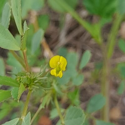 Medicago laciniata — flower