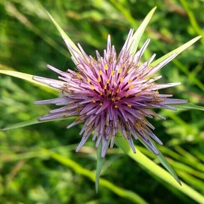 Tragopogon porrifolius — flower