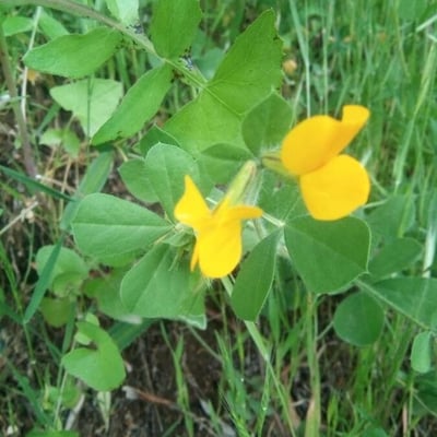 Lotus ornithopodioides — flower