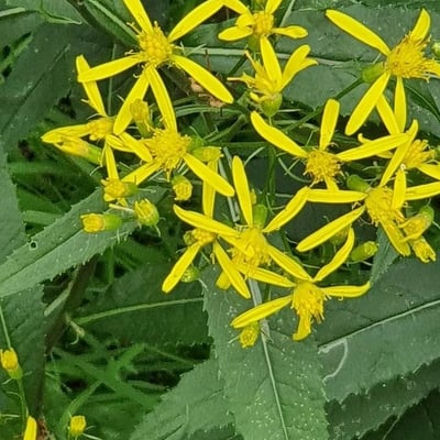 Senecio ovatus — flower
