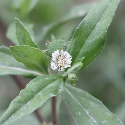 Eclipta prostrata — flower