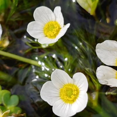 Ranunculus penicillatus — flower