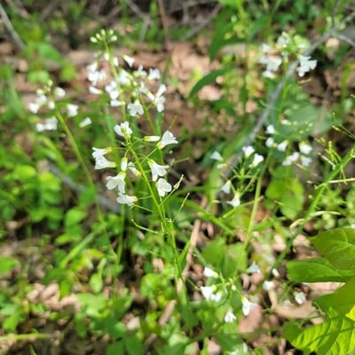 Cardamine bulbosa — flower