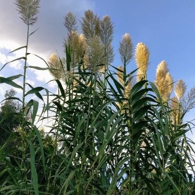 Arundo donax — flower