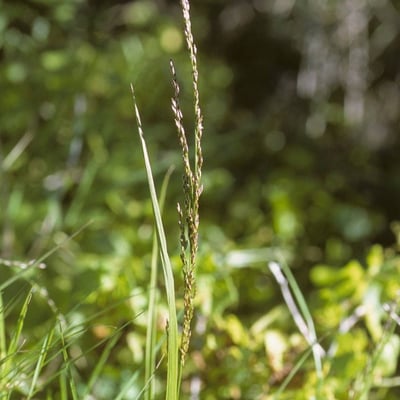 Ehrharta calycina — bark