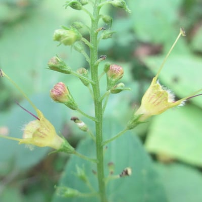 Collinsonia canadensis — flower