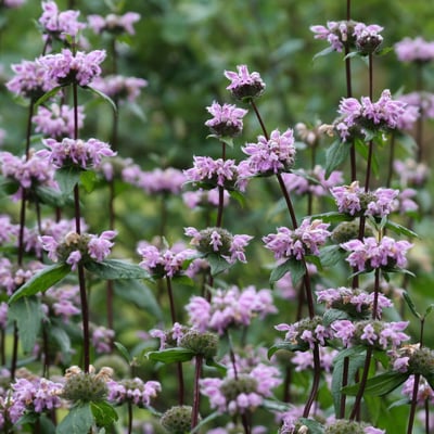 Phlomoides tuberosa — flower