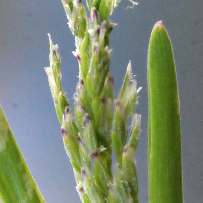 Poa infirma — flower