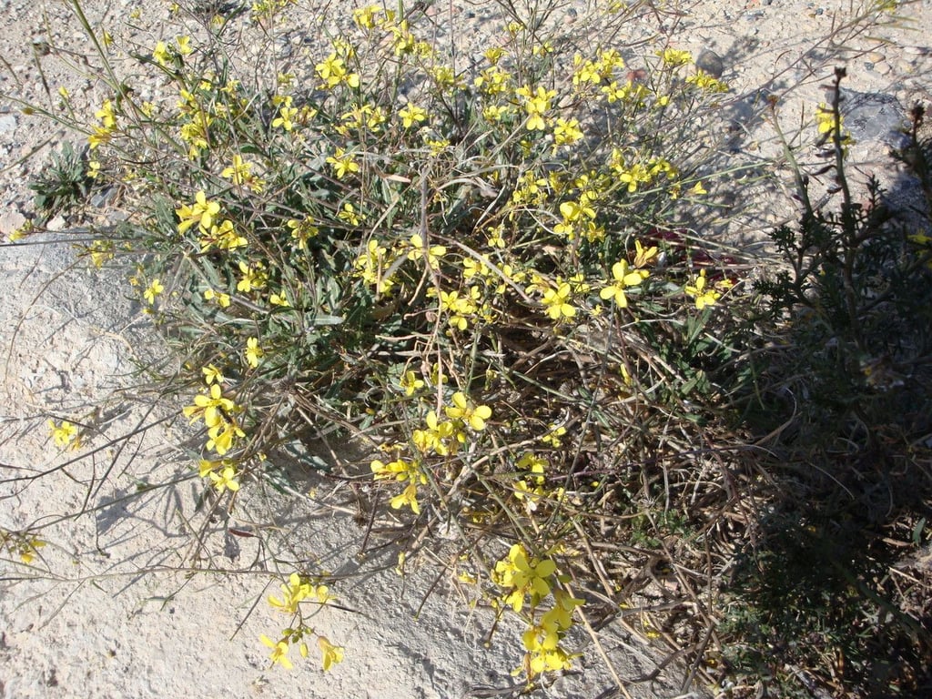 Diplotaxis harra