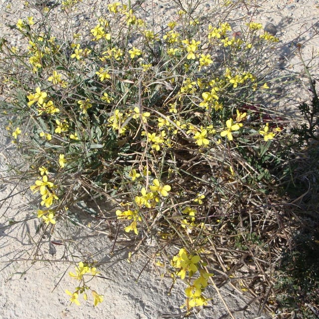 Diplotaxis harra