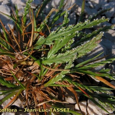 Catapodium marinum — flower
