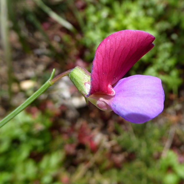 Lathyrus clymenum — flower