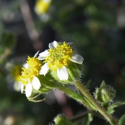 Perityle emoryi — flower