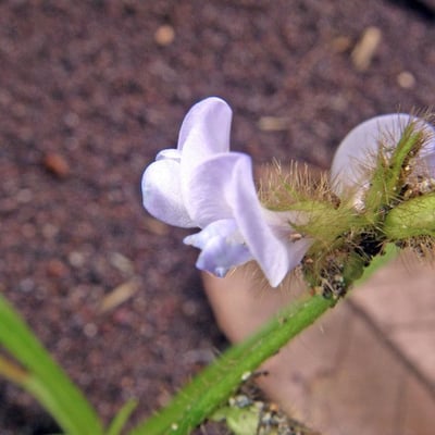 Calopogonium mucunoides — flower