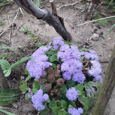 Ageratum houstonianum — flower