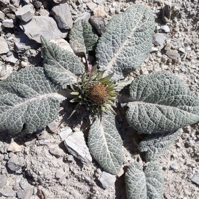 Berardia lanuginosa — flower