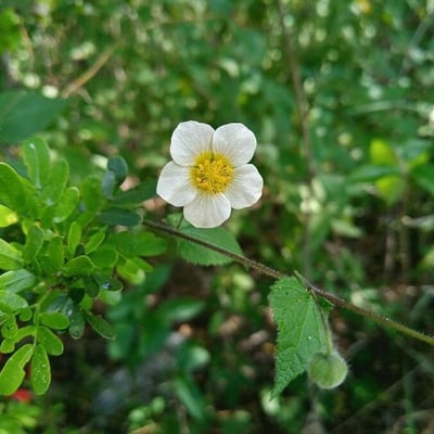 Drymocallis rupestris — flower