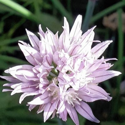 Allium schoenoprasum — flower
