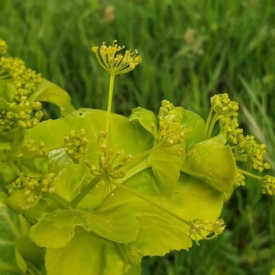 Smyrnium perfoliatum — flower