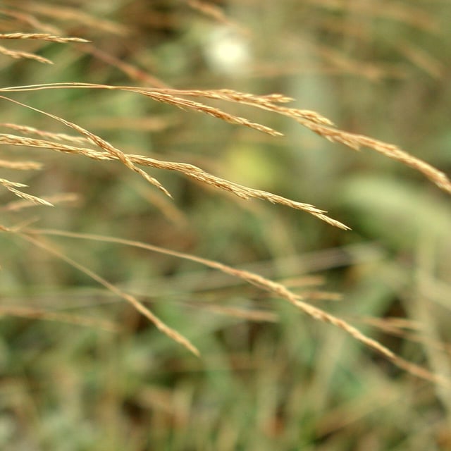 Agrostis castellana — flower