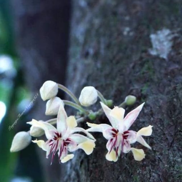 Theobroma cacao — flower