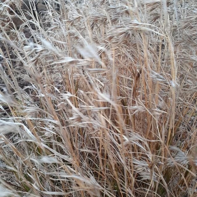 Themeda triandra — flower
