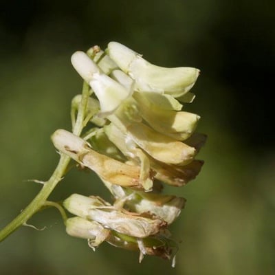 Vicia pisiformis — flower
