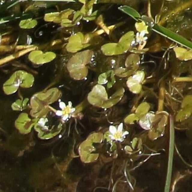 Ranunculus hederaceus — flower