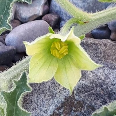 Citrullus colocynthis — flower