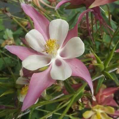 Aquilegia pubescens — flower