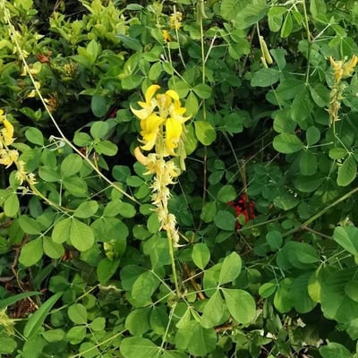 Crotalaria pallida — flower