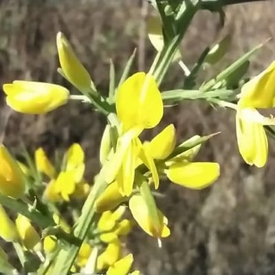 Ulex parviflorus — flower