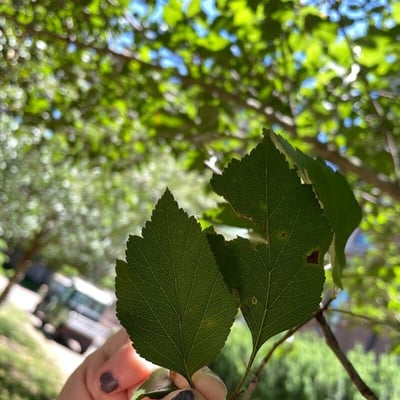 Crataegus viridis — leaf