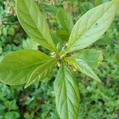 Lindera erythrocarpa — leaf