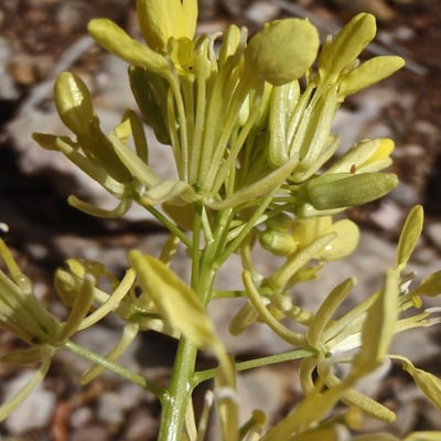 Erysimum nevadense — flower