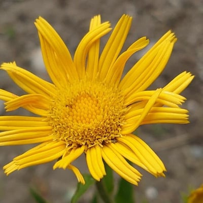 Eriophyllum lanatum — flower
