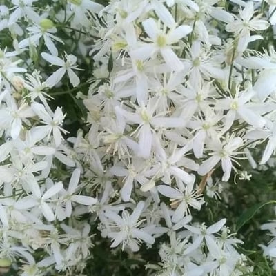 Clematis flammula — flower