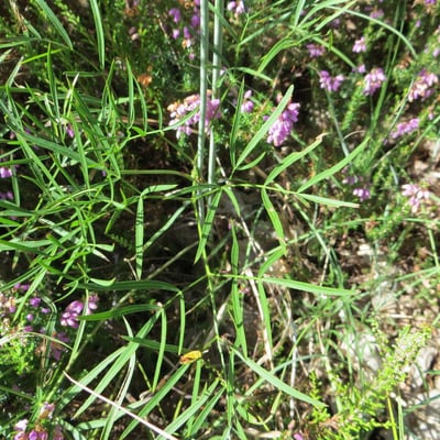 Peucedanum gallicum — flower
