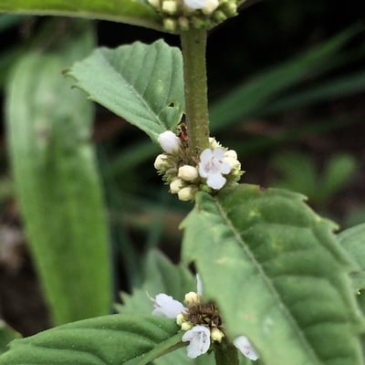 Lycopus uniflorus — flower