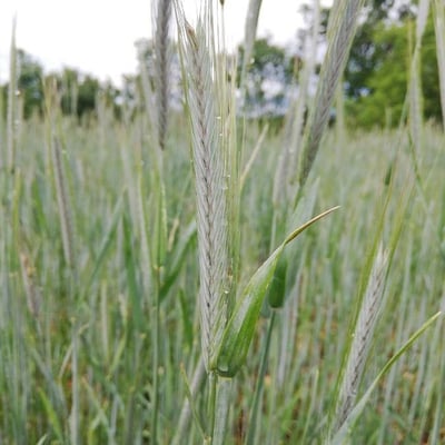 Secale cereale — flower