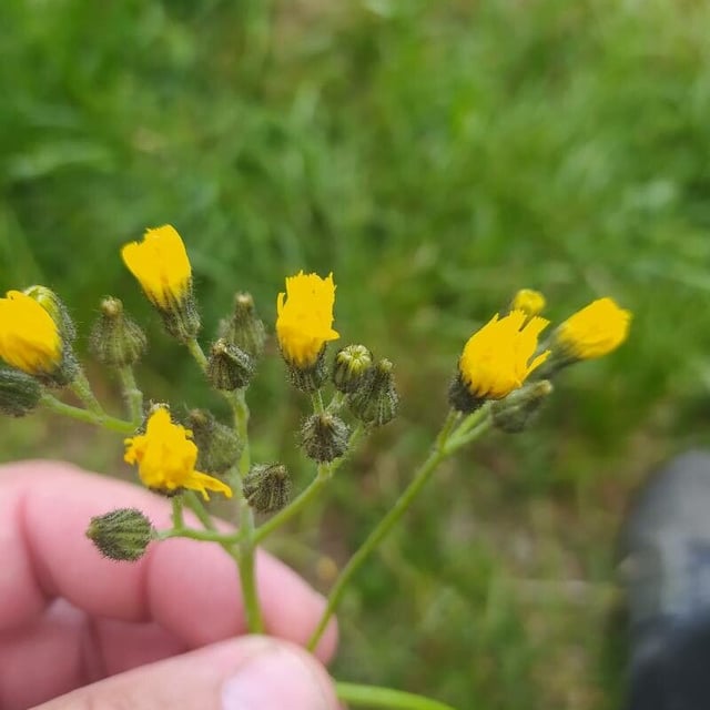Pilosella caespitosa — flower