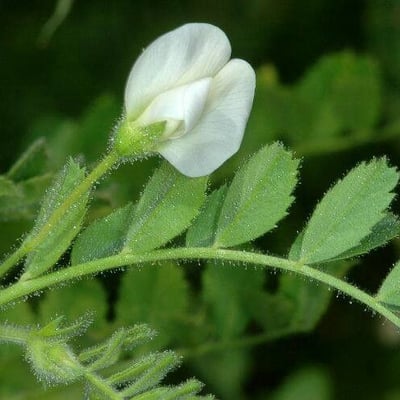 Cicer arietinum — flower