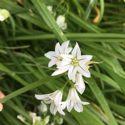 Allium triquetrum — flower
