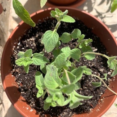 Origanum syriacum — leaf